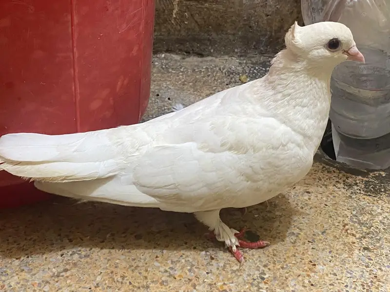 Fancy Breeding Pair for Sale – Beautiful White & Brown — photo 8