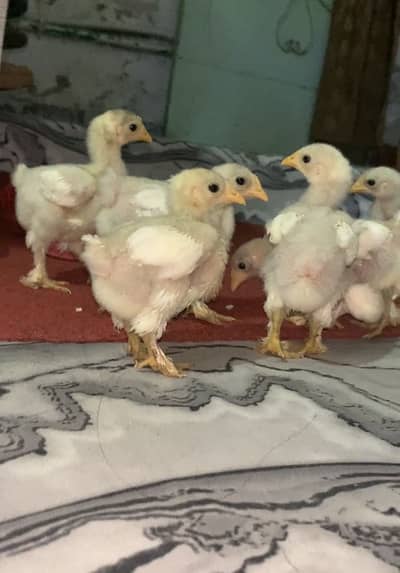 Bantam Chicks for Sale in Lahore | 1 Month Old | Healthy & Active