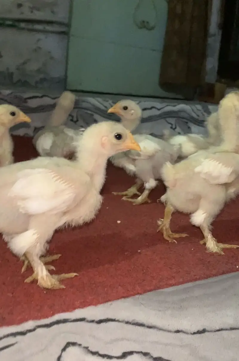 Bantam Chicks for Sale in Lahore | 1 Month Old | Healthy & Active — photo 2