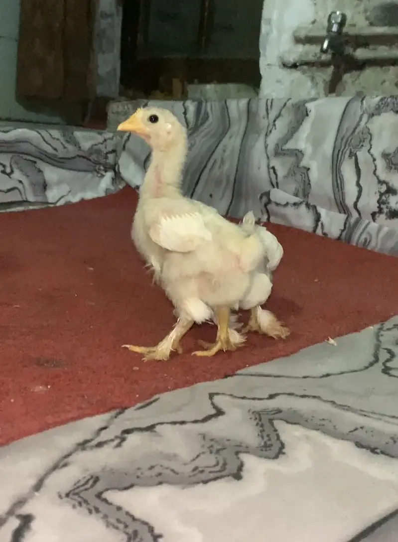 Bantam Chicks for Sale in Lahore | 1 Month Old | Healthy & Active — photo 3