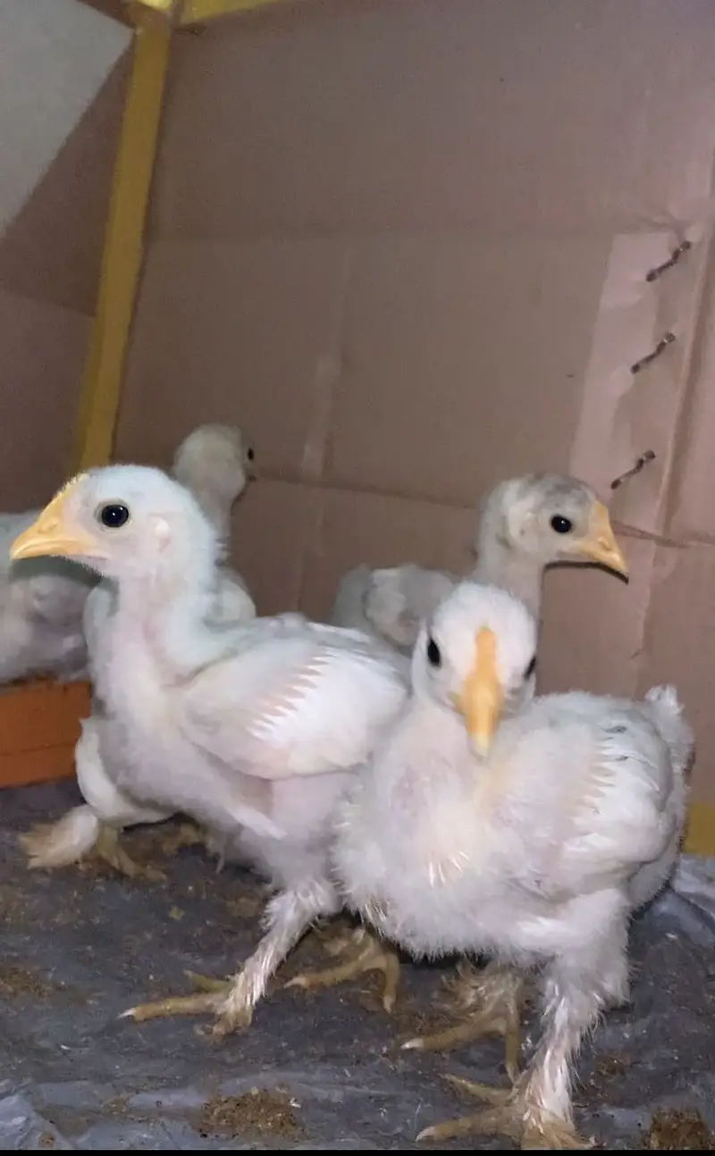 Bantam Chicks for Sale in Lahore | 1 Month Old | Healthy & Active — photo 4