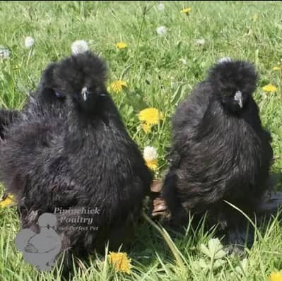 Silkie hen