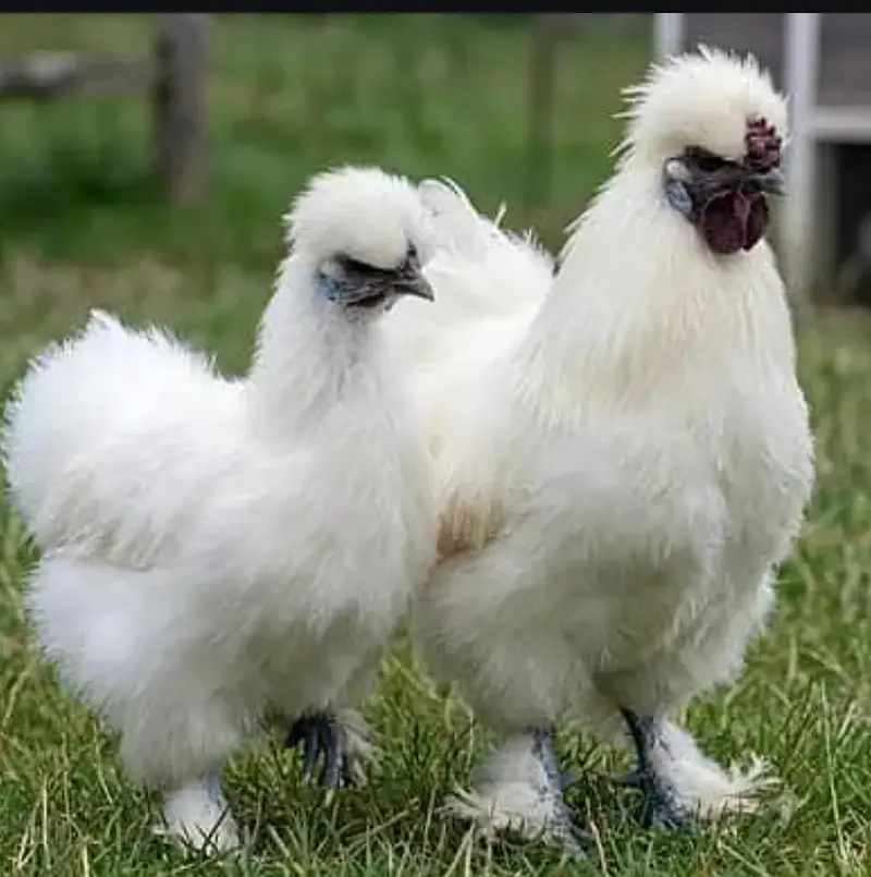 Silkie hen — photo 2