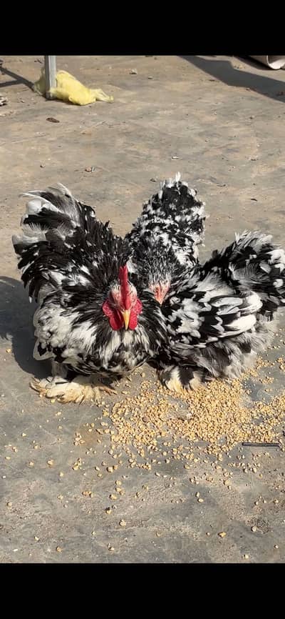 Molted Cochin bantum set
