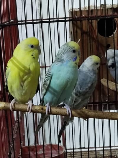 Budgie, Cocktail, hand tame chicks