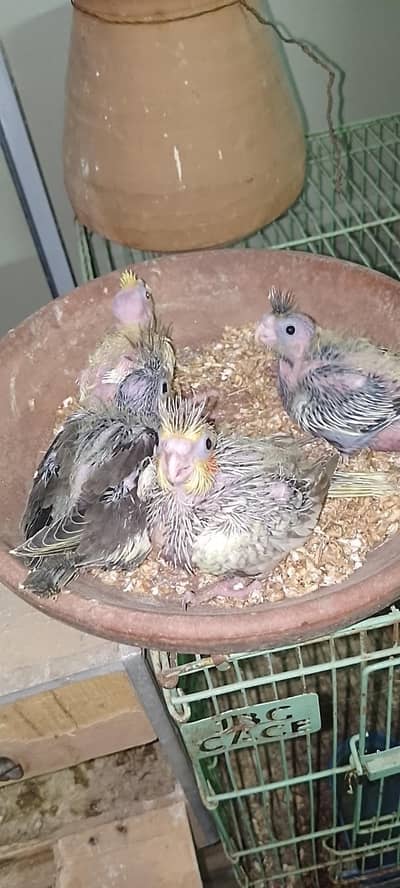 Budgie, Cocktail, hand tame chicks