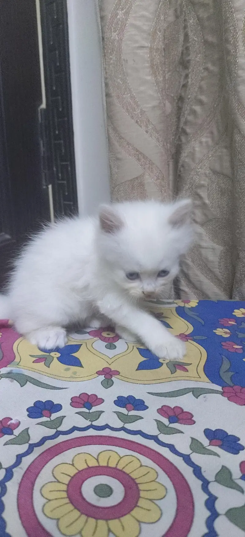 Persian cat triple coat — photo 4