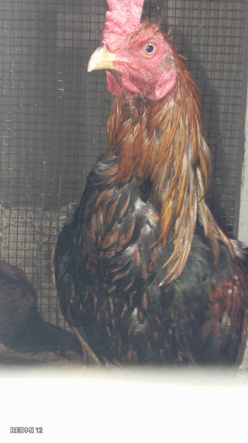 desi aseel 0