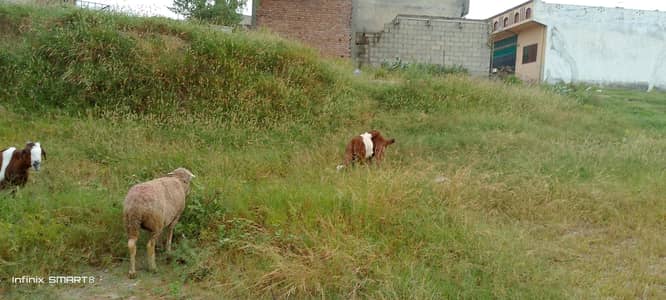 goats