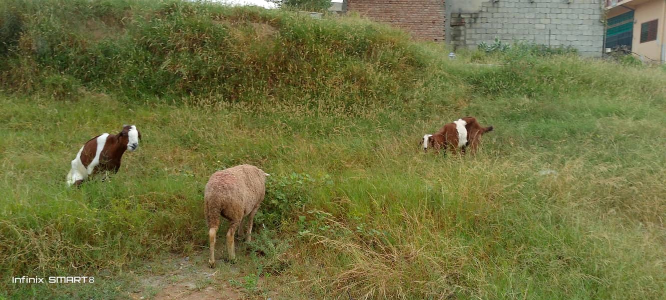 goats 1