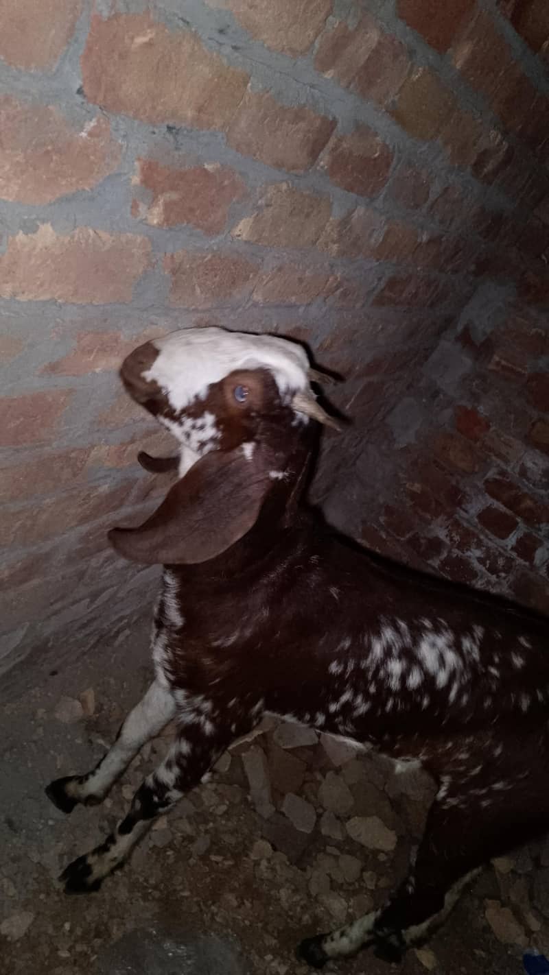 goats 2