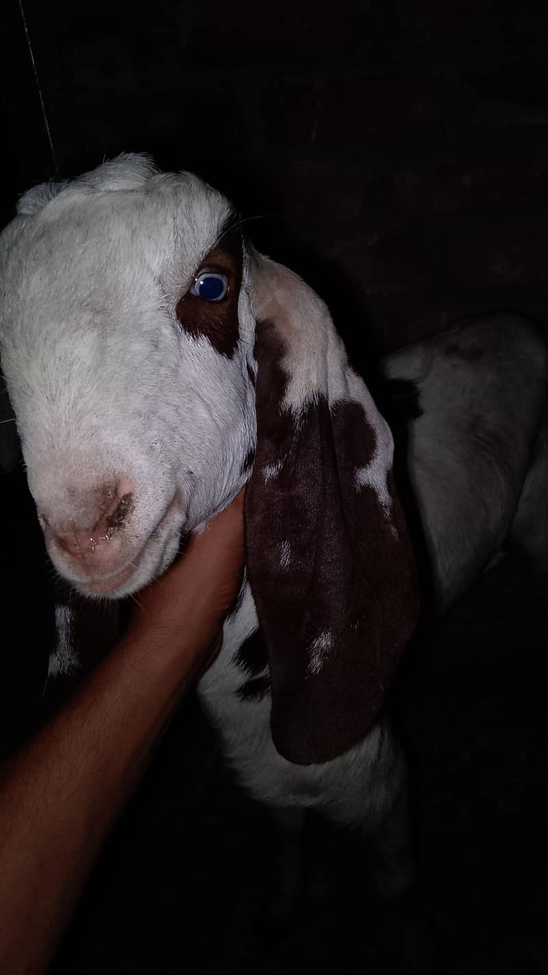 goats 3