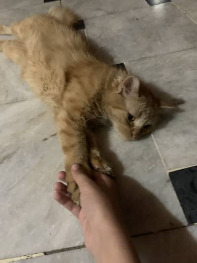Persian cat