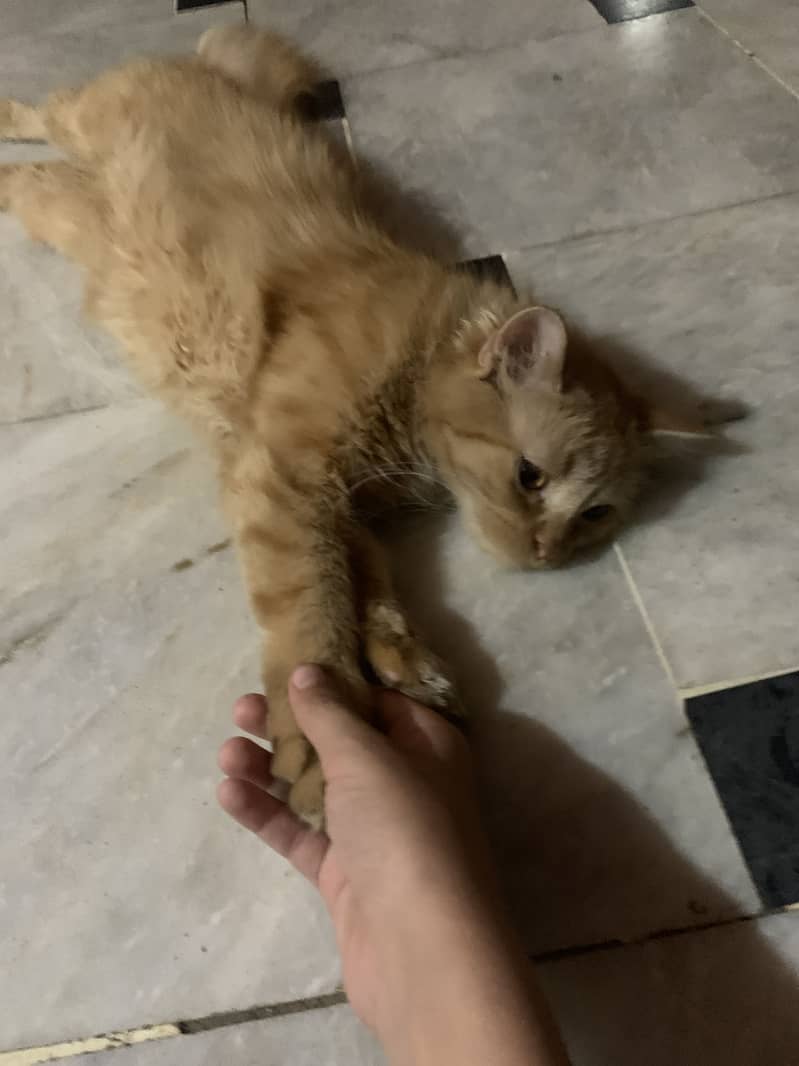 Persian cat 0