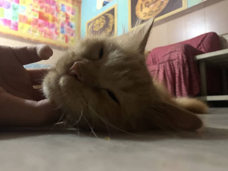 Persian cat 1