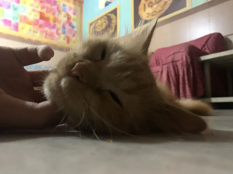 Persian cat — photo 2