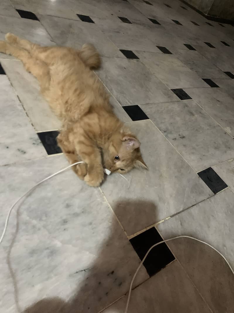 Persian cat 2
