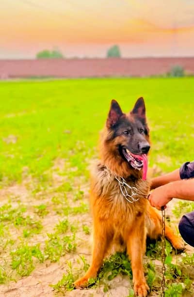 Beautiful Female German Shepherd Available for Sale  | Healthy & Act
