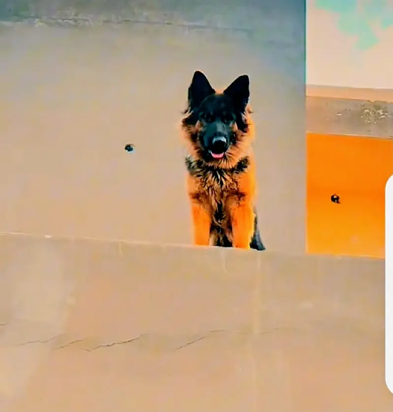 Beautiful Female German Shepherd Available for Sale  | Healthy & Act — photo 2