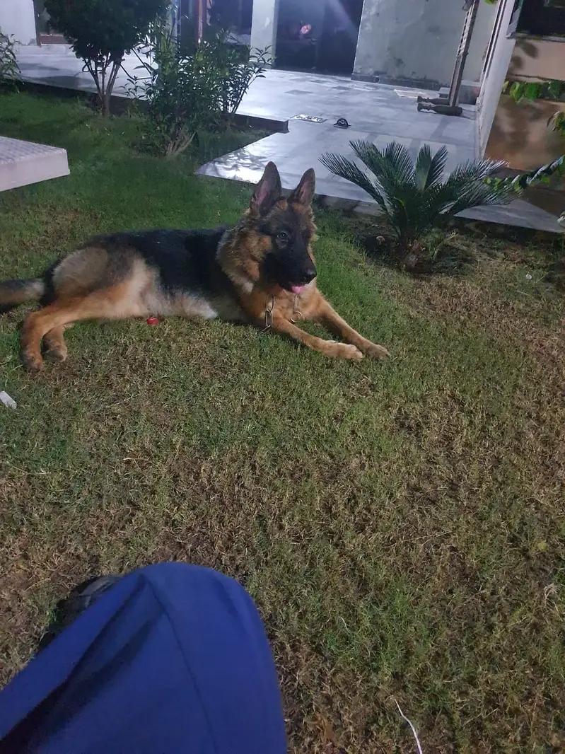 Beautiful Female German Shepherd Available for Sale  | Healthy & Act — photo 3