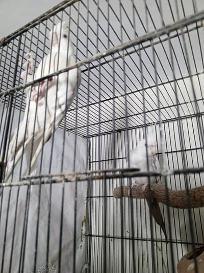 Vpied Fallow Cockatiel Breeder Pair