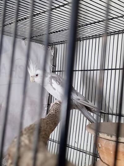 Fallow Cockatiel Breeder Pair