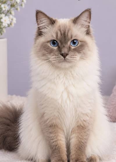 Mashallah active and beautiful cat