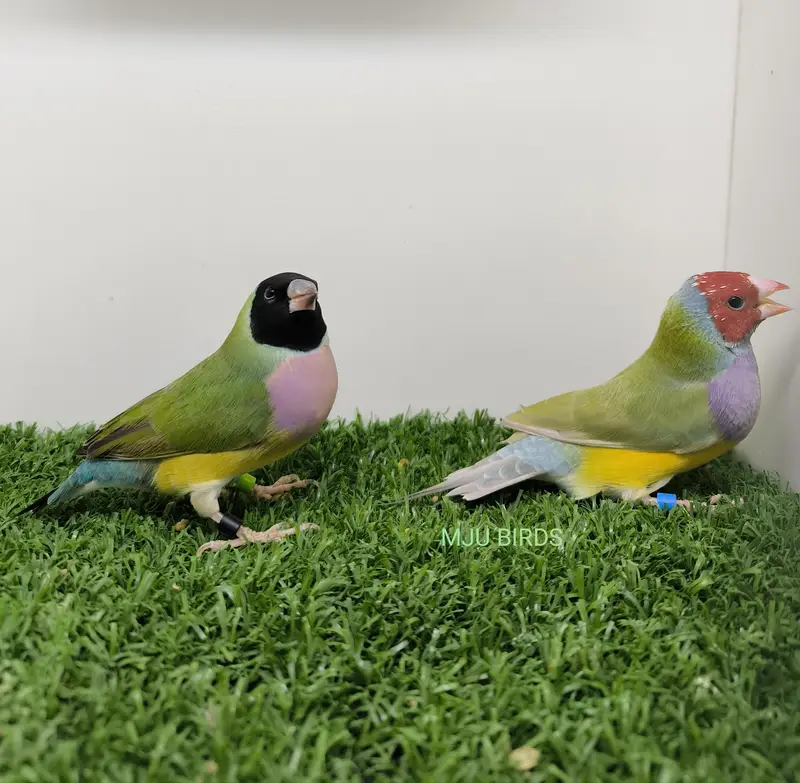 LADY GOULDIAN GOLDIAN FINCH PAIR — photo 2