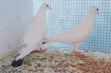 patti walea male for sale.