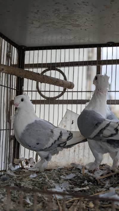 High quality Sentient/ German tie Breeder pair