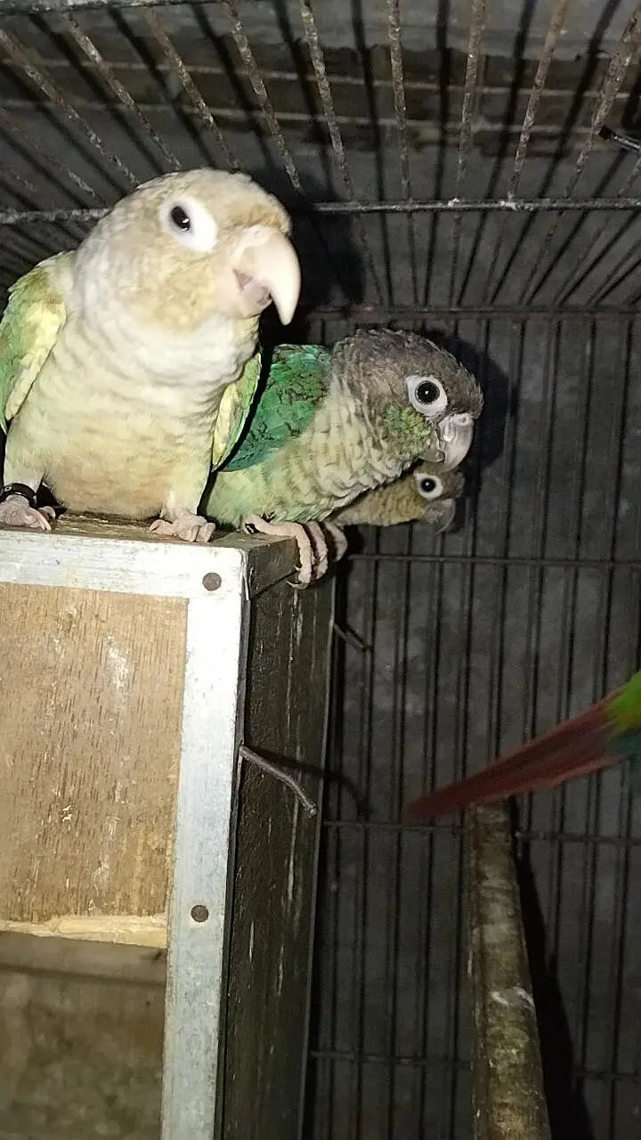 Blue Tourquies wf wc Blue cinnamon  Conure DNA Female green pair — photo 2