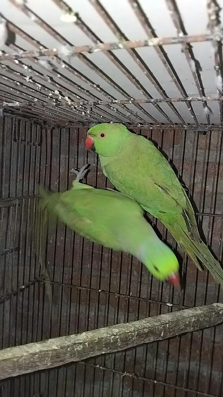 Blue Tourquies wf wc Blue cinnamon  Conure DNA Female green pair — photo 3