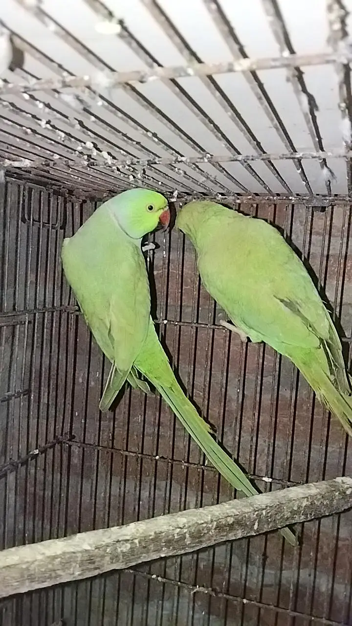 Blue Tourquies wf wc Blue cinnamon  Conure DNA Female green pair — photo 4