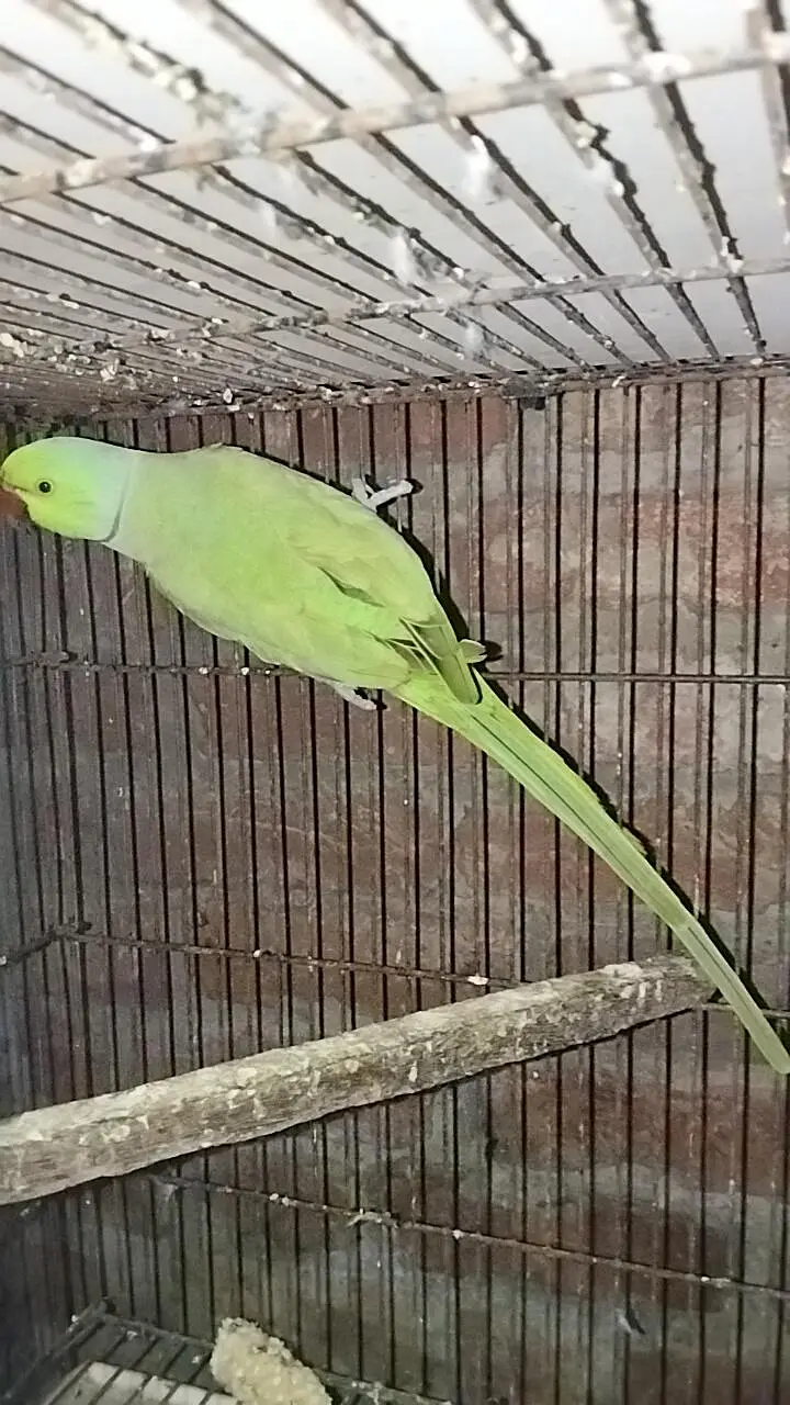 Blue Tourquies wf wc Blue cinnamon  Conure DNA Female green pair — photo 5