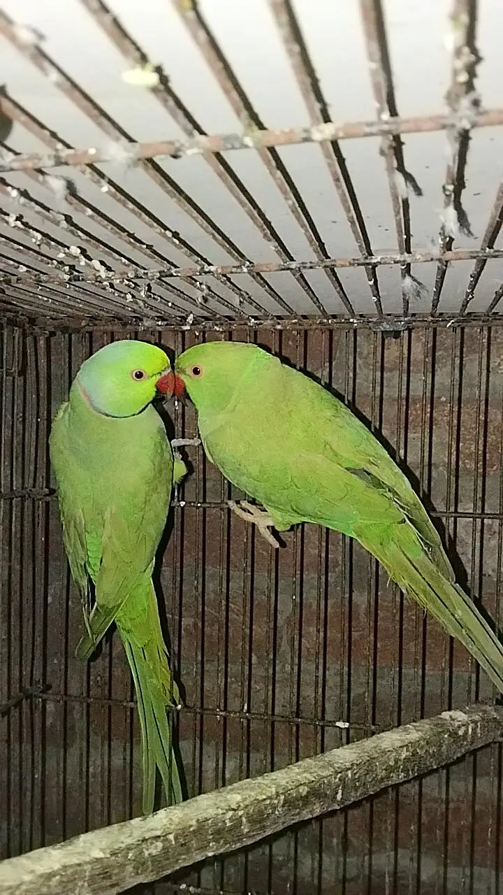 Blue Tourquies wf wc Blue cinnamon  Conure DNA Female green pair — photo 6