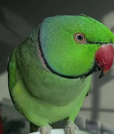 Ring neck female Parakeet