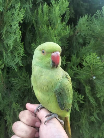 Ringneck Parrot, Female.