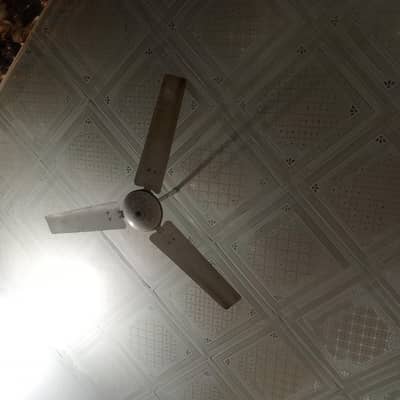 Royal Fan 2p