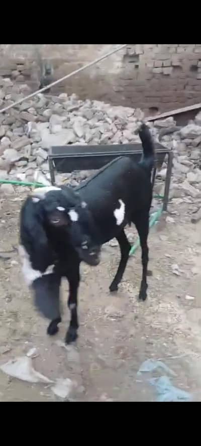 beetal bakri Kali dabi