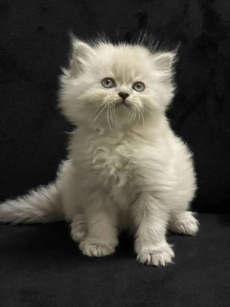Ragdoll Shade Persian Triple Long Coated Kitten — photo 2