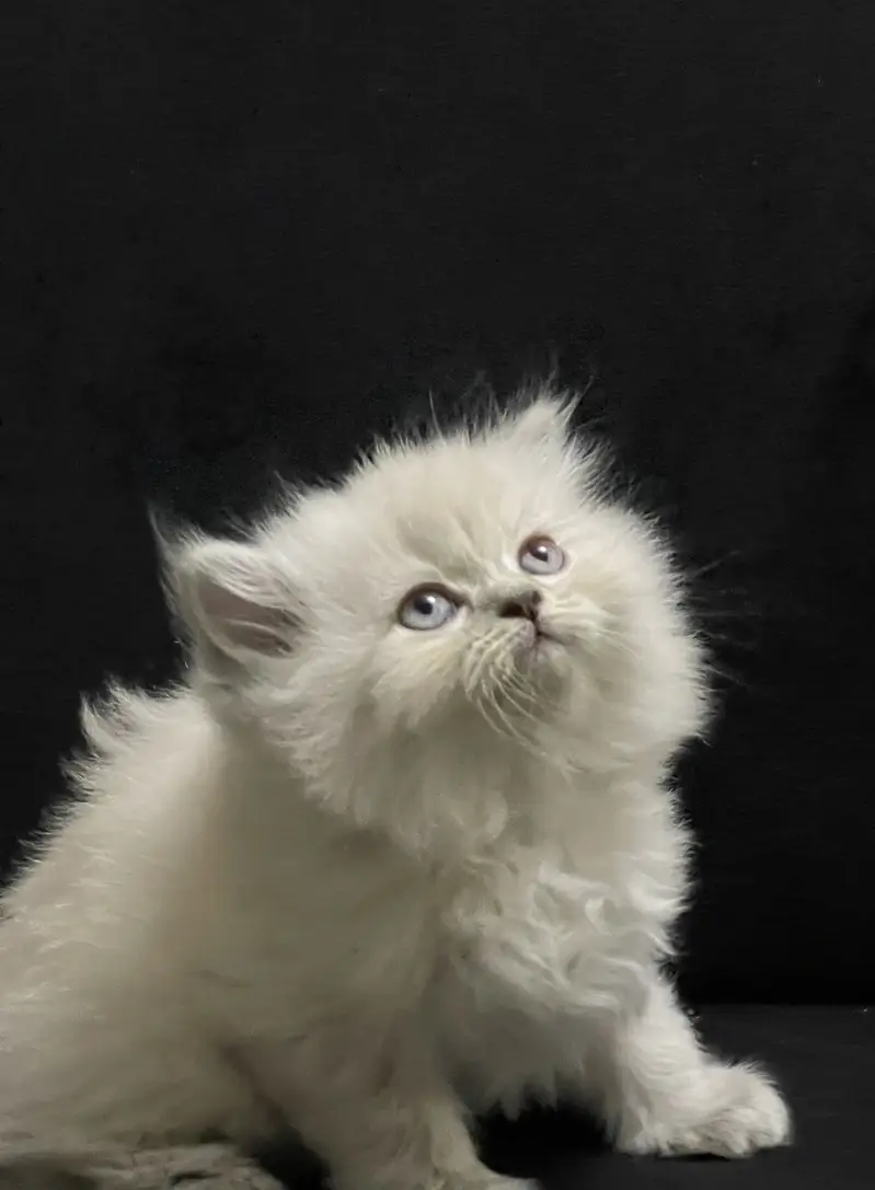 Ragdoll Shade Persian Triple Long Coated Kitten — photo 3