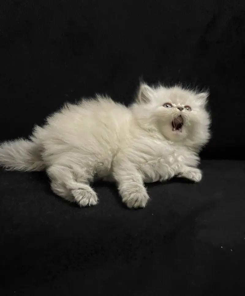 Ragdoll Shade Persian Triple Long Coated Kitten — photo 4