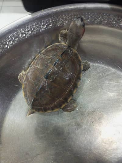 Turtle