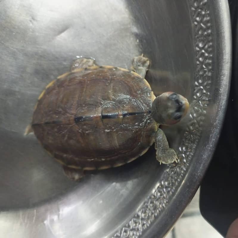 Turtle 1