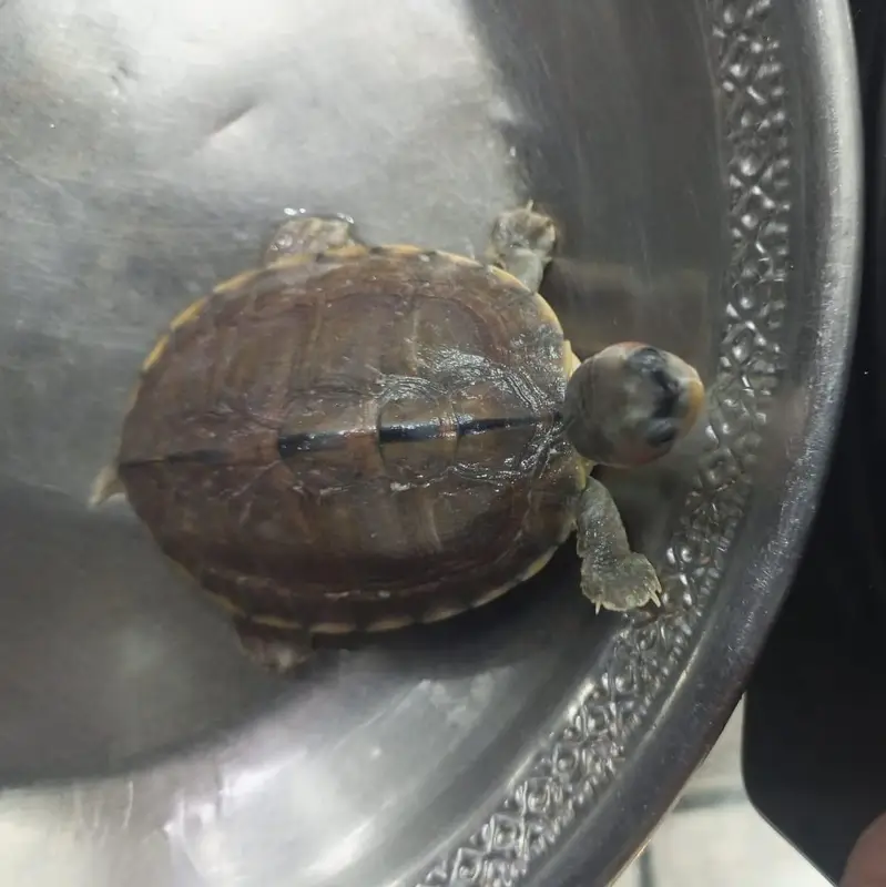 Turtle — photo 2