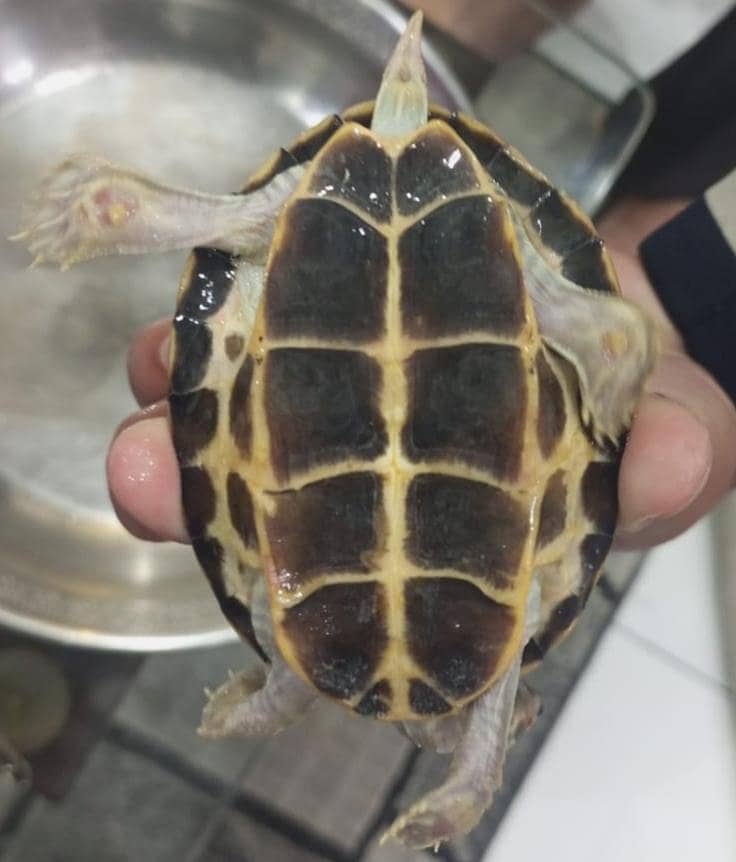 Turtle 2
