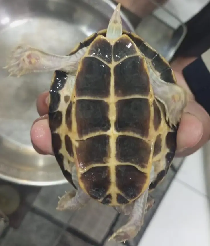 Turtle — photo 3