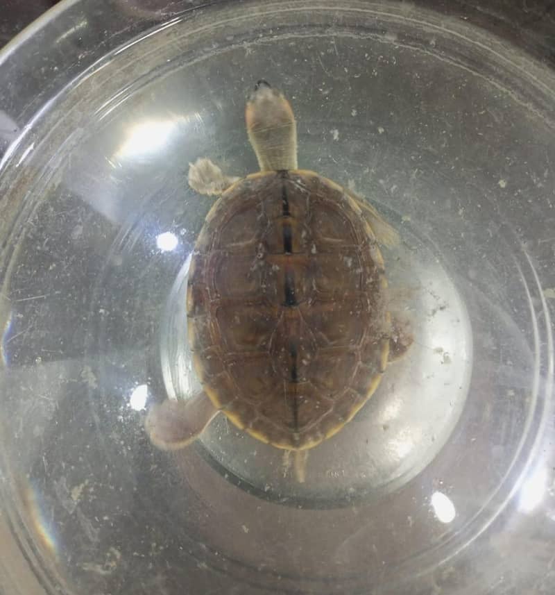 Turtle 3