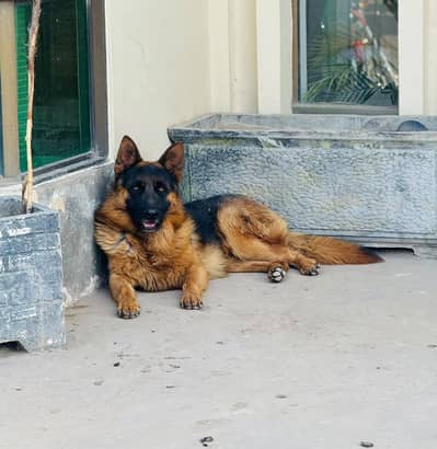German shepherd Male for stud