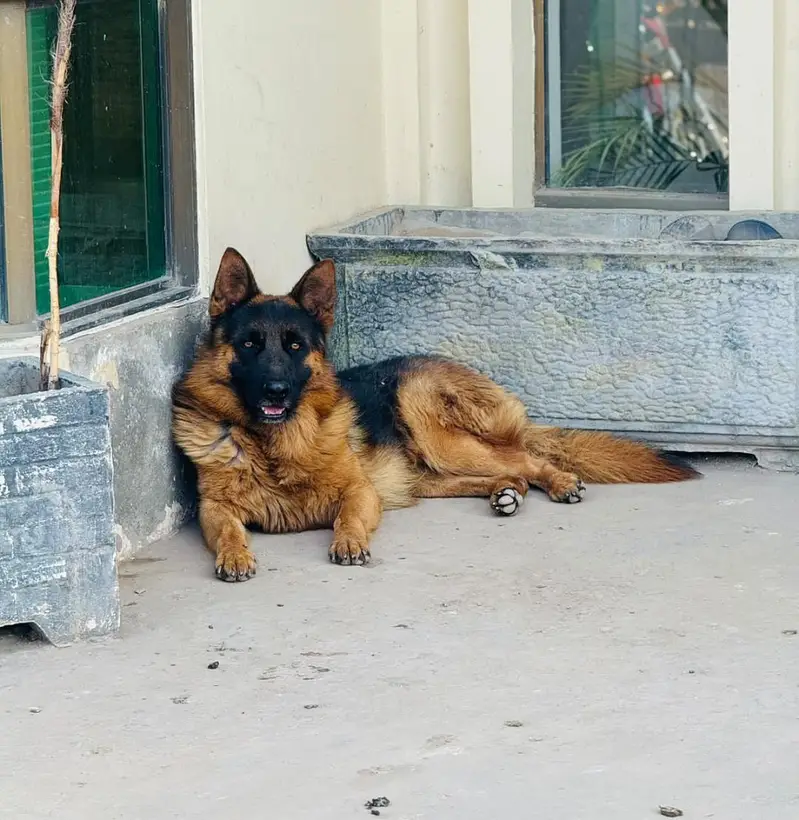 German shepherd Male for stud